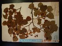 Tilia amurensis image