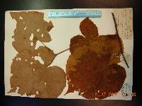Tilia mandshurica image