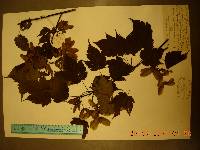 Acer barbinerve image