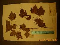 Acer barbinerve image