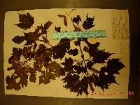 Acer barbinerve image