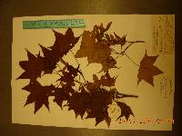 Acer pictum image