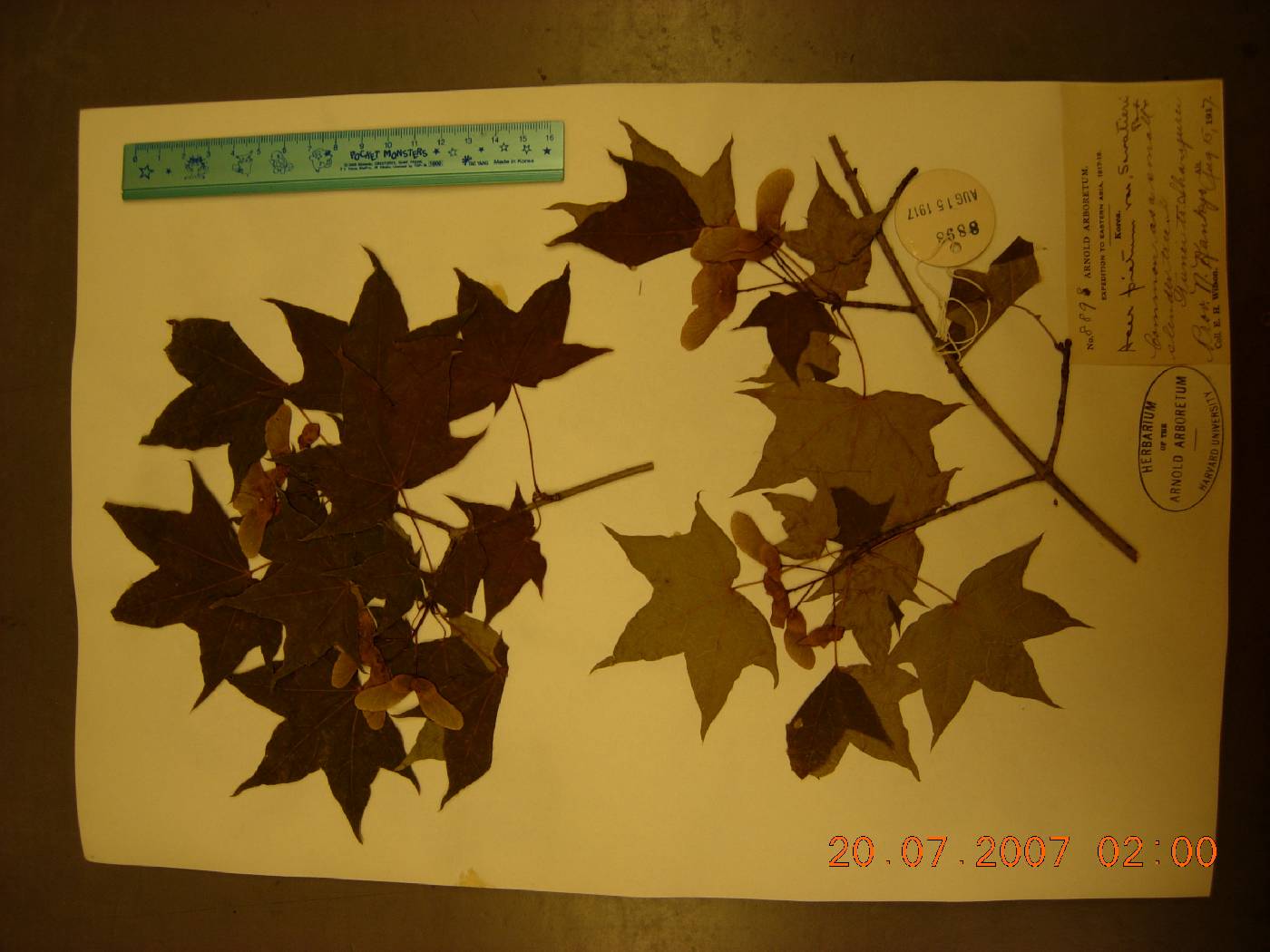 Acer pictum var. mono image