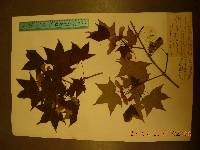 Acer pictum image