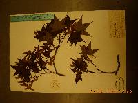 Acer pictum image