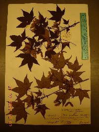 Acer pictum image