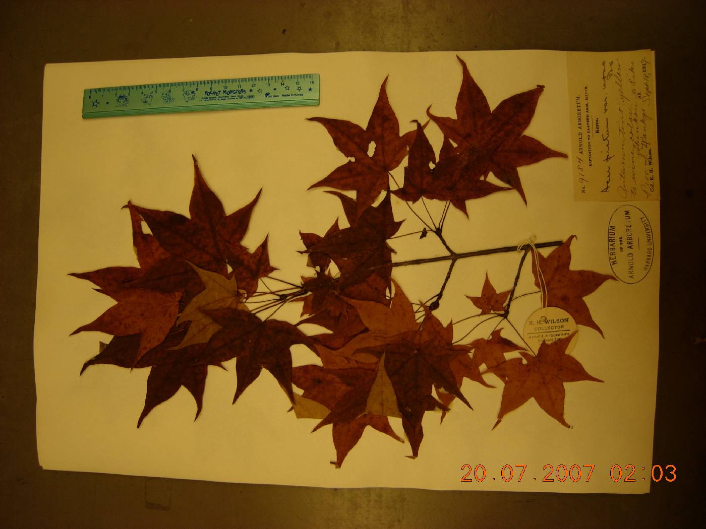 Acer pictum var. mono image