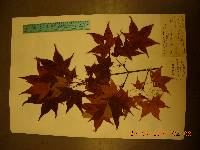 Acer pictum image