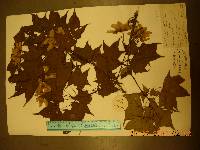 Acer pictum image