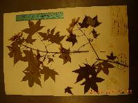Acer pictum image