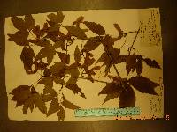 Acer triflorum image