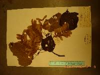 Acer tegmentosum image
