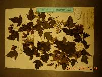 Acer tataricum image