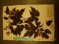 Acer tataricum image