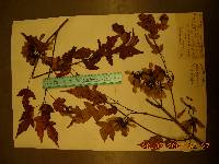 Acer tataricum image