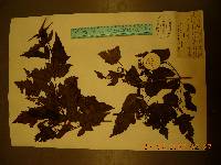 Acer tataricum image