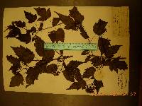 Acer tataricum image
