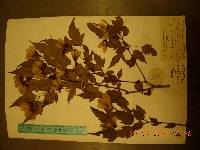 Acer tataricum image