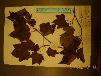 Acer caudatum image