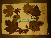 Acer caudatum image
