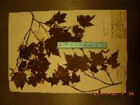 Acer komarovii image