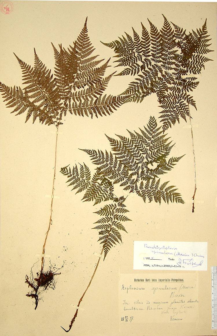 Aspleniaceae image