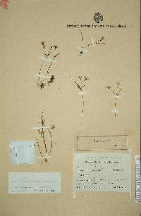 Image of Gagea pauciflora