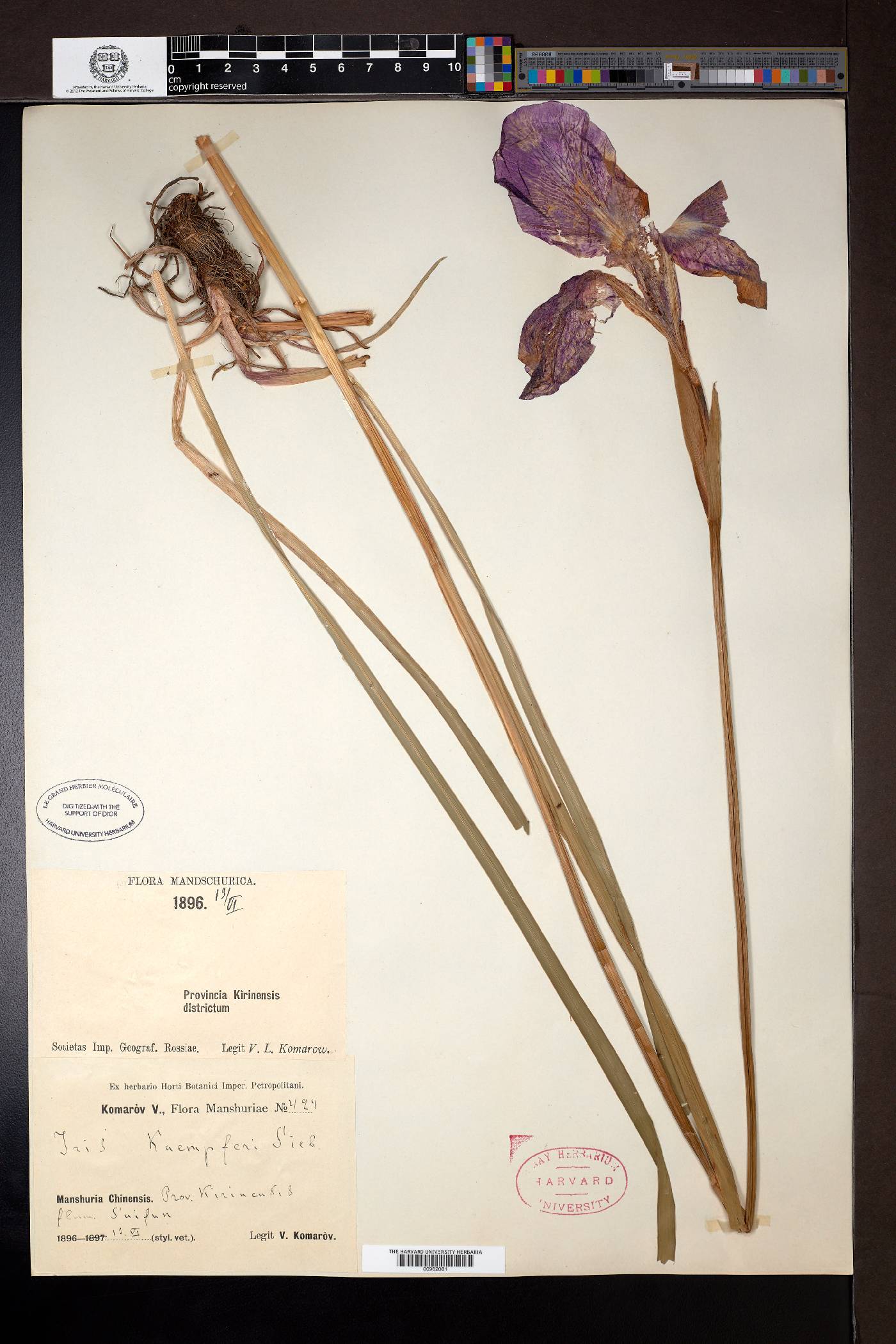 Iris ensata image