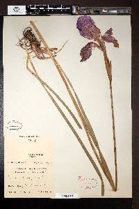 Image of Iris ensata