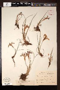 Iris vorobievii image