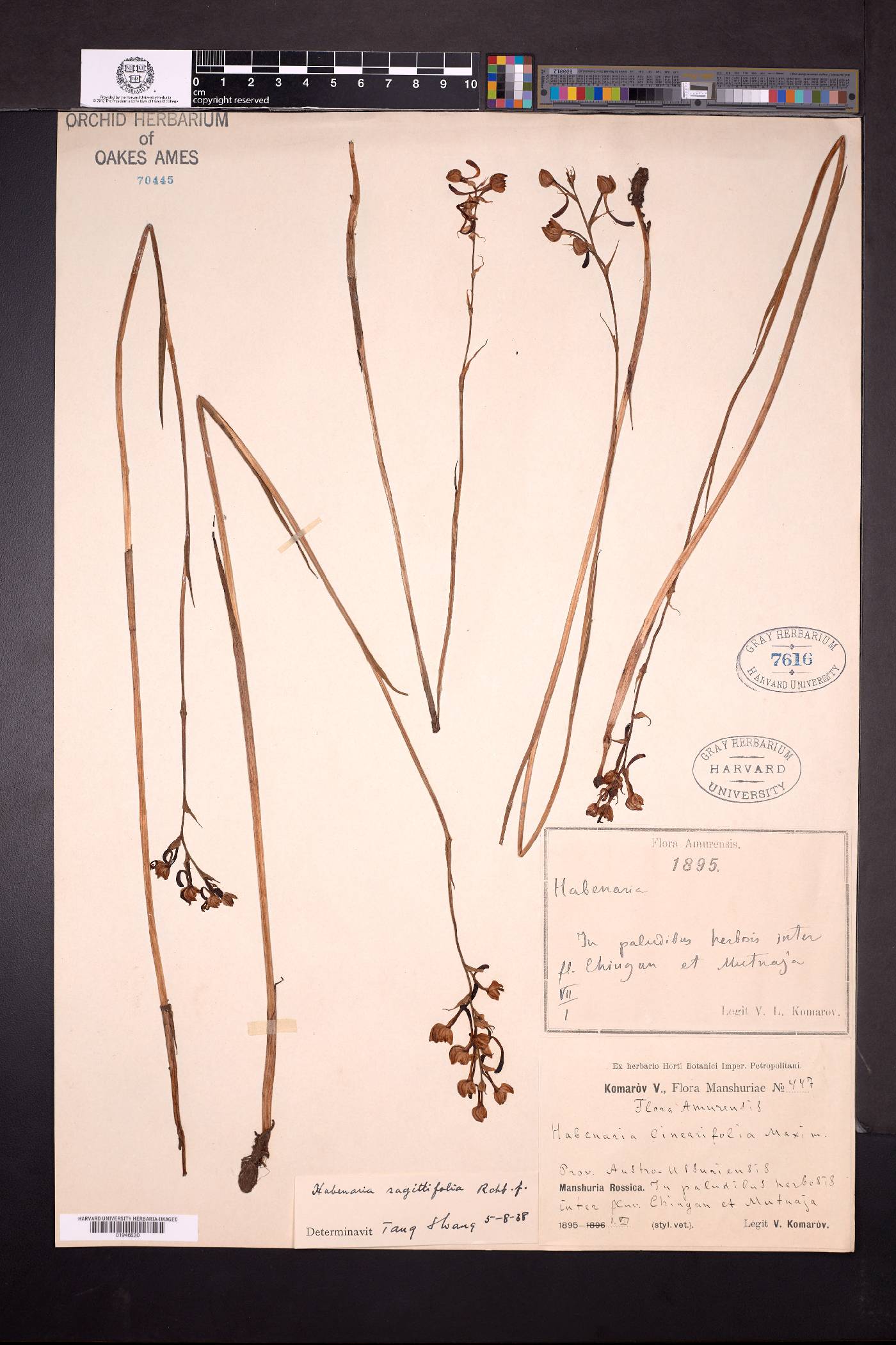 Habenaria linearifolia image