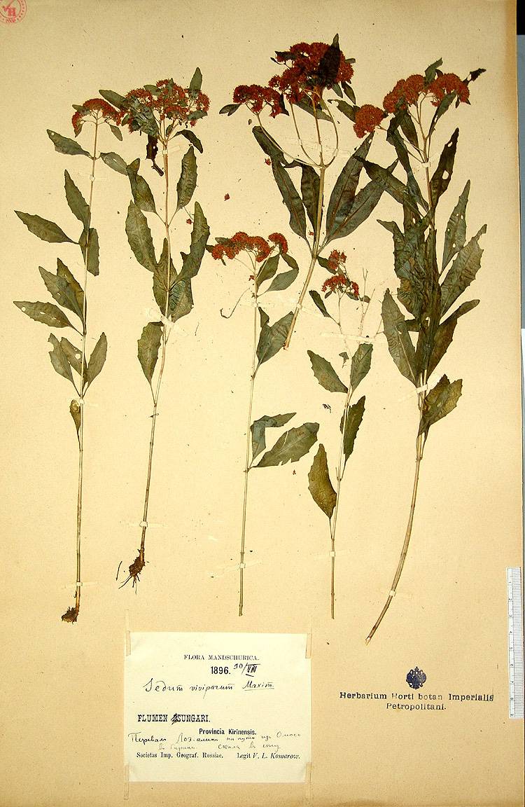 Hylotelephium viviparum image