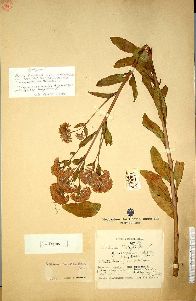 Hylotelephium pallescens image