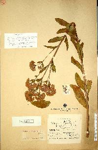 Image of Hylotelephium pallescens