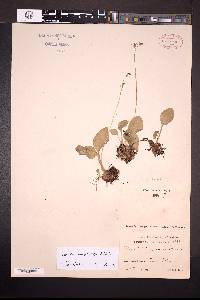 Image of Liparis campylostalix