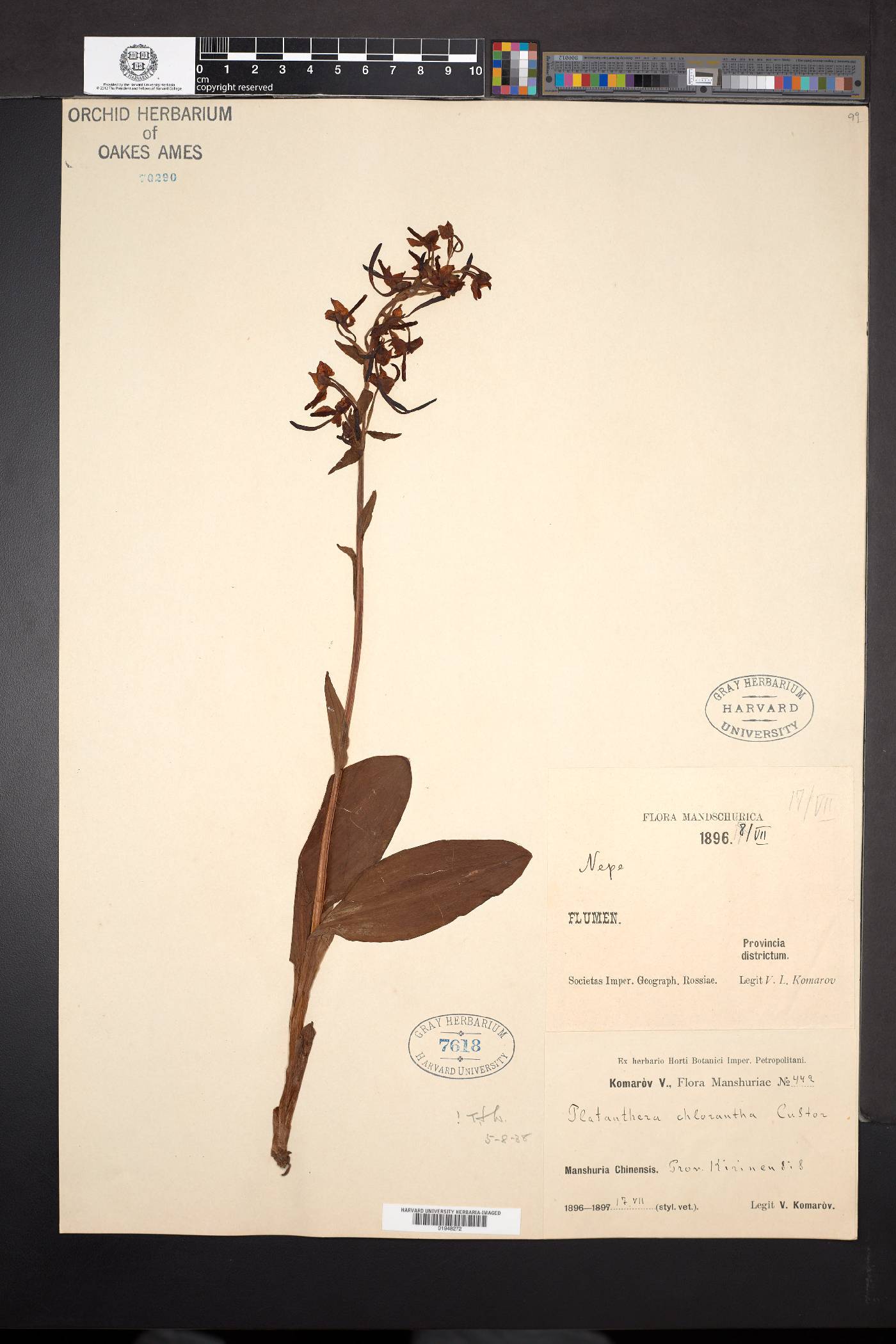 Platanthera fuscescens image