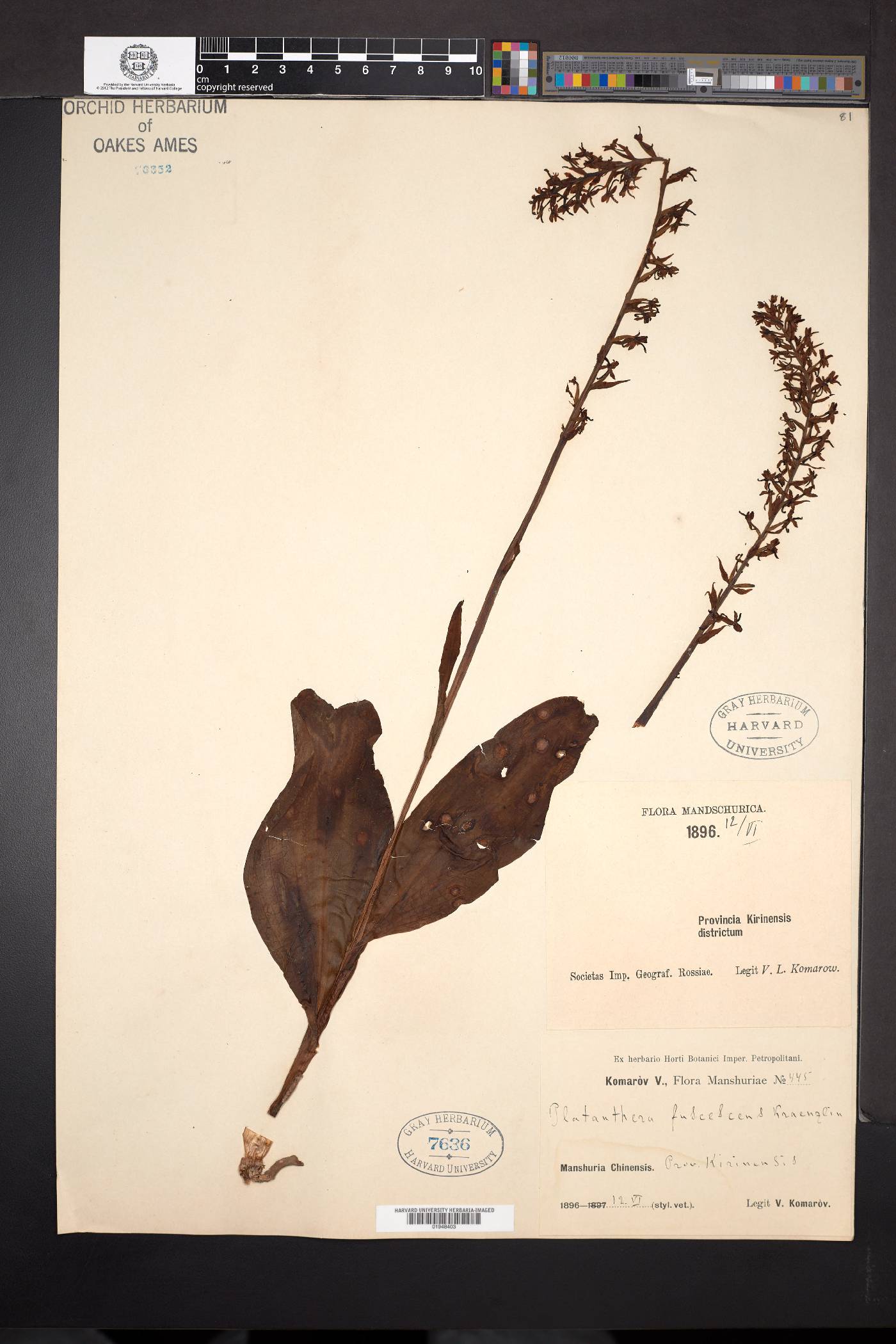 Platanthera fuscescens image