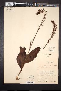 Platanthera fuscescens image