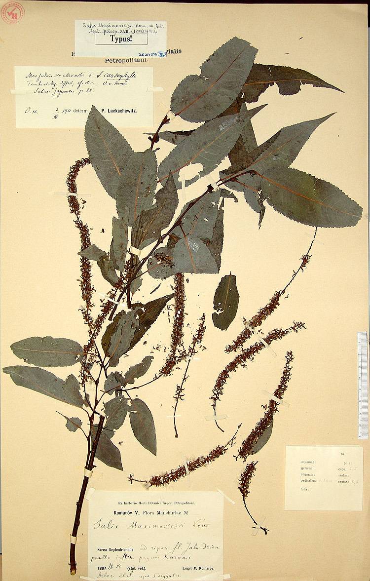 Salix cardiophylla image