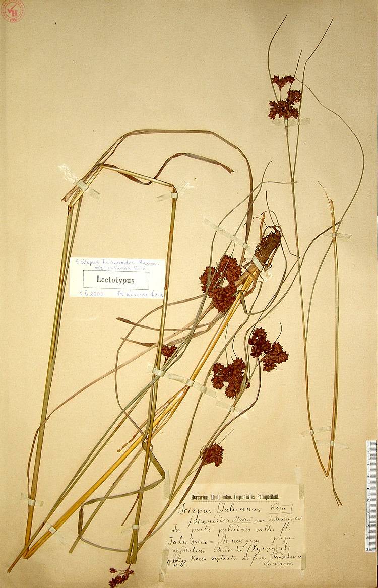 Cyperaceae image