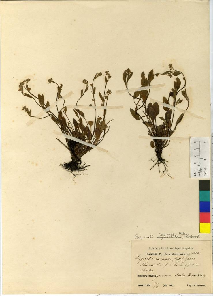 Trigonotis radicans image