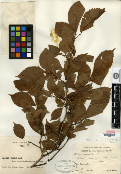 Ulmus davidiana var. japonica image