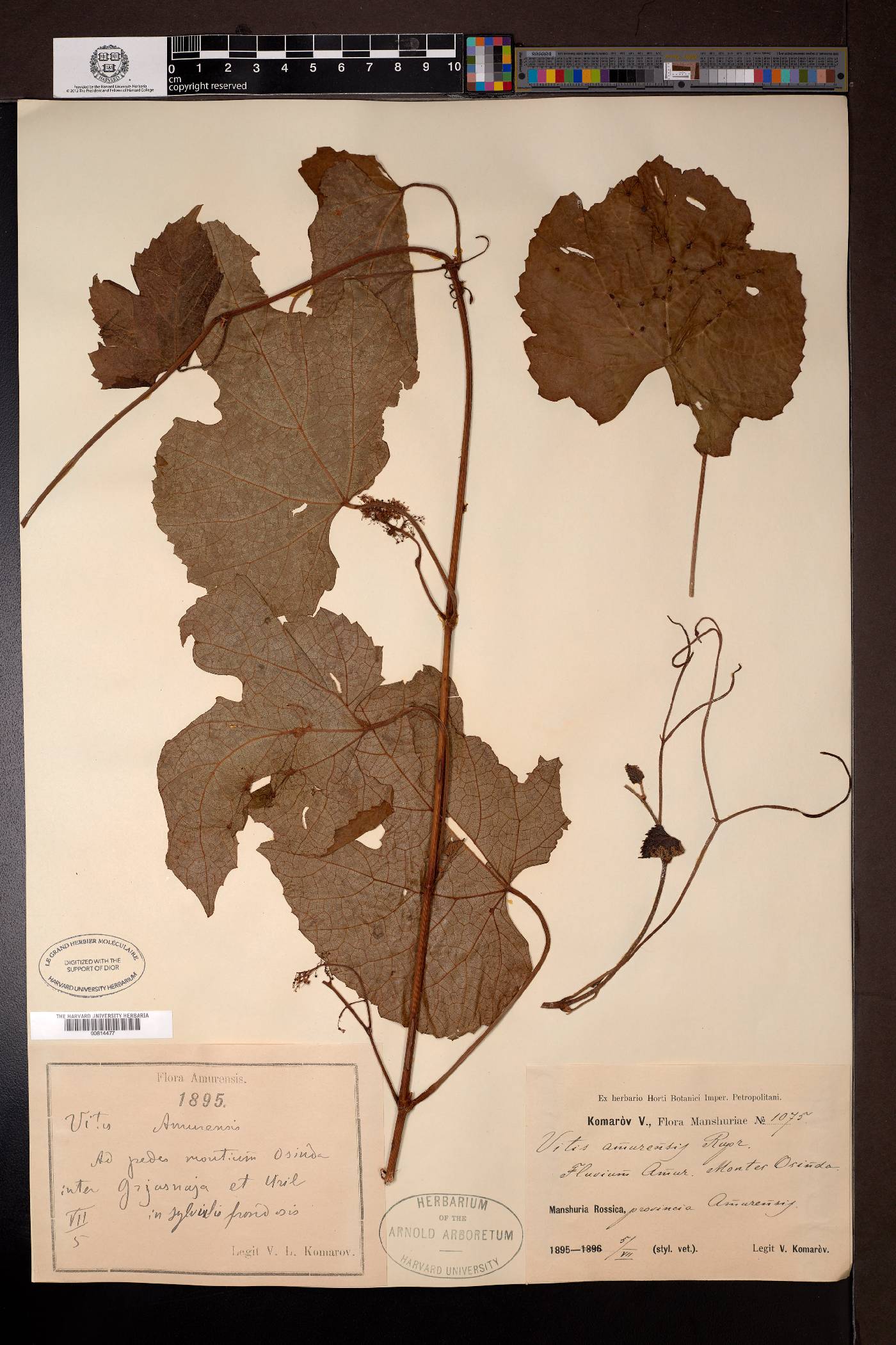 Vitis amurensis image