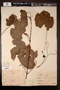 Image of Vitis amurensis