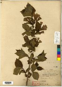 Image of Weigela florida