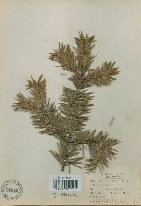 Abies holophylla image