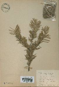 Abies holophylla image