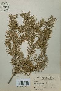 Abies holophylla image