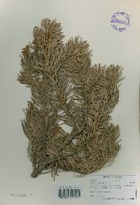 Abies holophylla image