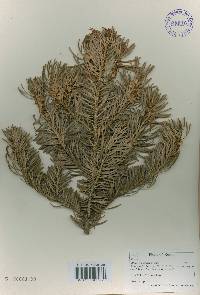 Abies holophylla image